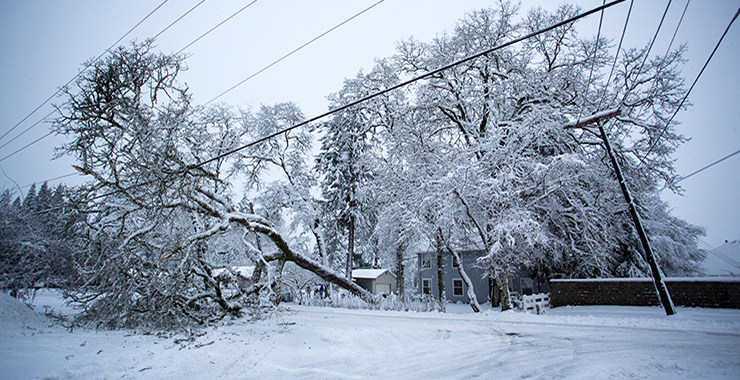 Snow covered tree fallen on power line.
