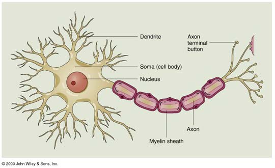 how many neurons in human brain