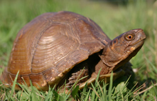 Psychologist and turtle take media by storm