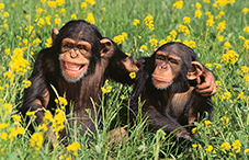 chimpanzee sound effect