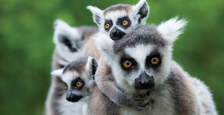 Several young lemurs with their mother