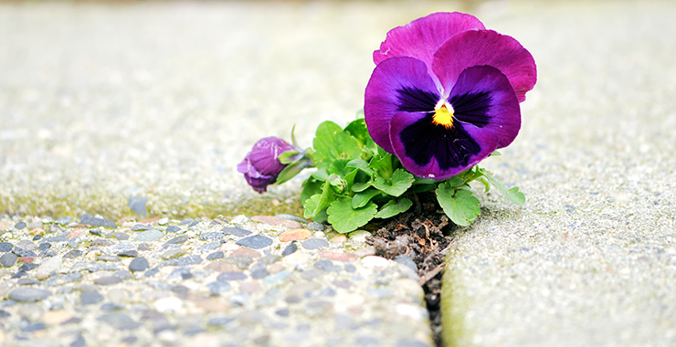 Purple flower growing between sidewalk cracks