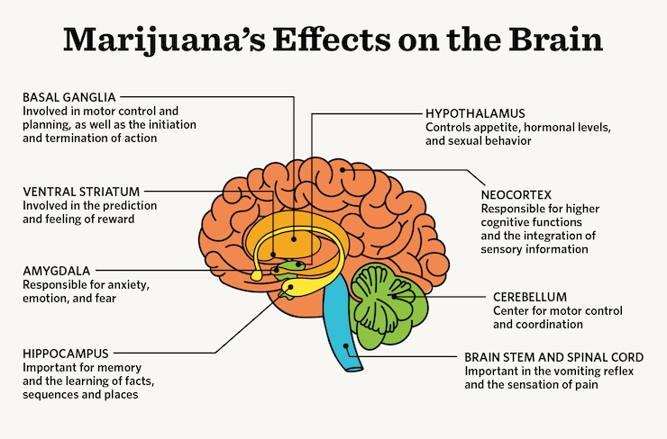 illustration detailing how marijuana effects various parts of the brain