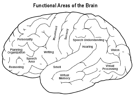 understanding the brain function