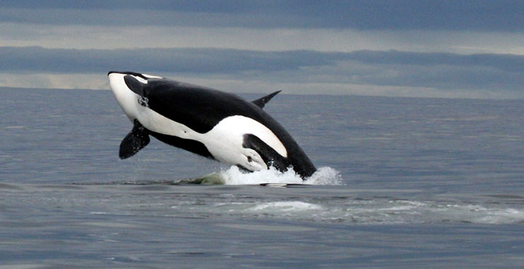 Killer whales share personality traits with humans, chimpanzees