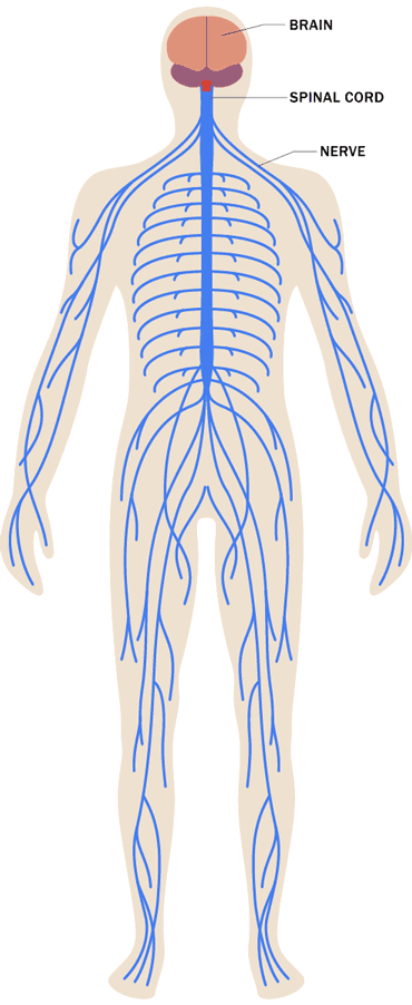 Stress Effects on the Body: Nervous System