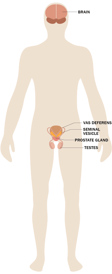 Stress Effects on the Body: Male Reproductive System