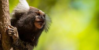 Marmoset on green background